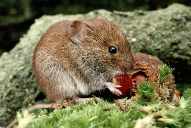 Prevent lawn damage from moles, voles, and critters